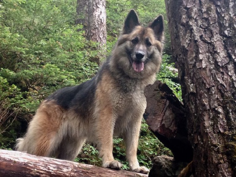 Cachorra morre após proteger corredora de ataque de urso 2