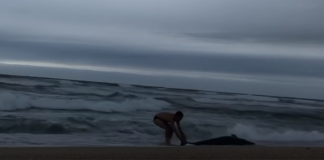 corredor tenta salvar golfinho