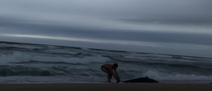 corredor tenta salvar golfinho